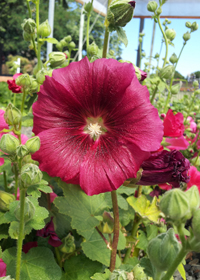 Alcea 'Indian Springs'